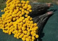 Краспедія вирощування з насіння, пересадка в грунт, догляд, використання (краспедії Краспедія куляста) Краспедія вирощування з насіння, пересадка в грунт, догляд, використання
