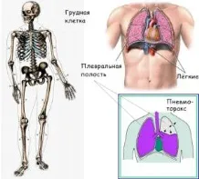 Коротка інформація по анатомії і фізіології людини (фізіологія людина) Коротка інформація по анатомії і фізіології людини