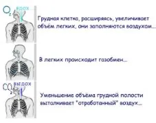 Коротка інформація по анатомії і фізіології людини (всім органам тканин) Коротка інформація по анатомії і фізіології людини