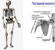 Коротка інформація по анатомії і фізіології людини (шлуночка який проштовхує) Коротка інформація по анатомії і фізіології людини