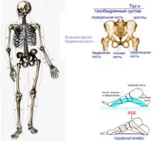 Коротка інформація по анатомії і фізіології людини (фізіологія людина) Коротка інформація по анатомії і фізіології людини
