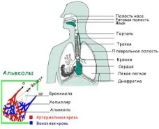 Коротка інформація по анатомії і фізіології людини (кисневе голодування тканин) Коротка інформація по анатомії і фізіології людини