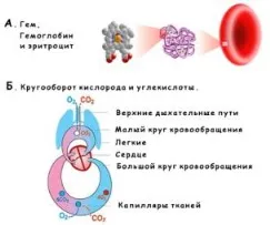 Коротка інформація по анатомії і фізіології людини (яке збирається кров) Коротка інформація по анатомії і фізіології людини