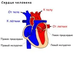 Коротка інформація по анатомії і фізіології людини (надання медична допомога) Коротка інформація по анатомії і фізіології людини