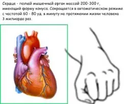 Коротка інформація по анатомії і фізіології людини (надання медична допомога) Коротка інформація по анатомії і фізіології людини