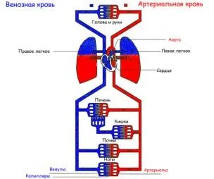 Коротка інформація по анатомії і фізіології людини (надання медична допомога) Коротка інформація по анатомії і фізіології людини
