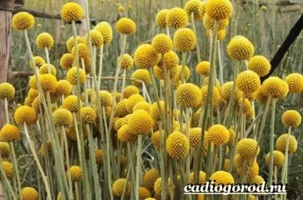 краспедія квітка