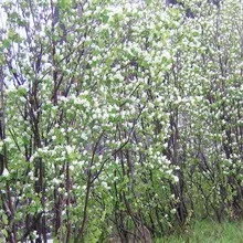 Чагарник ірга фото і опис, як посадити і вирощувати іргу, рецепти з ягід ірги (опис) Чагарник ірга фото і опис, як посадити і вирощувати іргу, рецепти з ягід ірги
