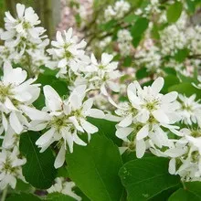 Чагарник ірга фото і опис, як посадити і вирощувати іргу, рецепти з ягід ірги (чагарник) Чагарник ірга фото і опис, як посадити і вирощувати іргу, рецепти з ягід ірги