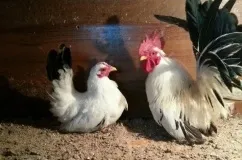 Кури шабо опис з фото і характеристика породи