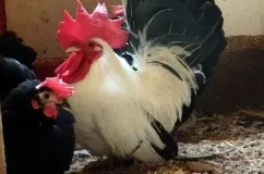 Кури шабо опис з фото і характеристика породи