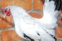 Кури шабо опис з фото і характеристика породи