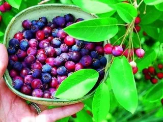 Чагарник ірга фото і опис, як посадити і вирощувати іргу, рецепти з ягід ірги (опис) Чагарник ірга фото і опис, як посадити і вирощувати іргу, рецепти з ягід ірги