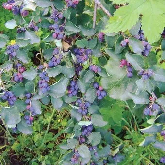 Чагарник ірга фото і опис, як посадити і вирощувати іргу, рецепти з ягід ірги (опис) Чагарник ірга фото і опис, як посадити і вирощувати іргу, рецепти з ягід ірги