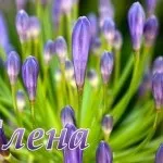 Лена, я люблю тебе (18картінок), картинки з іменами (Лена люблю тебе) Лена, я люблю тебе (18картінок), картинки з іменами
