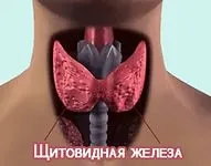 Лікування щитовидної залози народними засобами, народна медицина (лікування зоба вузлів щитовидної залози народними засобами волоськими горіхами бджолиним підмором) Лікування щитовидної залози народними засобами, народна медицина