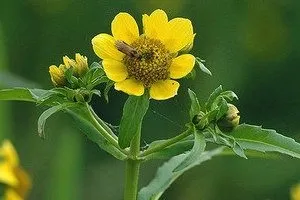 Лікування пітниці народними засобами (близько чверті години) Лікування пітниці народними засобами