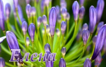 Лена, я люблю тебе (18картінок), картинки з іменами (люблю) Лена, я люблю тебе (18картінок), картинки з іменами
