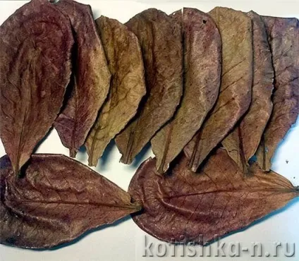 Лікування рибок від бактеріальних захворювань (захворювань) Лікування рибок від бактеріальних захворювань