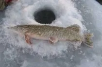 Ловля щуки на поппер