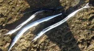 Ловля саргана на бомбарду