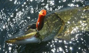 Ловля щуки на Поппера