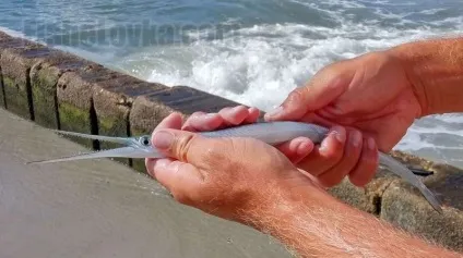 Ловля саргана в чорному морі і інших акваторіях його проживання (море) Ловля саргана в чорному морі і інших акваторіях його проживання