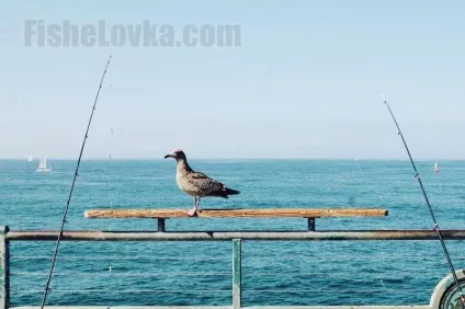 Ловля саргана в чорному морі і інших акваторіях його проживання (ловля) Ловля саргана в чорному морі і інших акваторіях його проживання