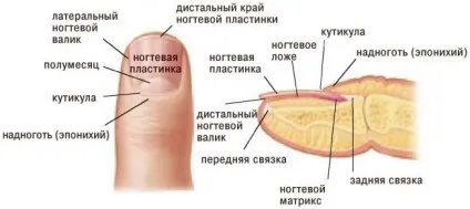 Відшарування нігтя від нігтьового ложа причини і способи лікування відшарування нігтьової пластини (нігтьового) Відшарування нігтя від нігтьового ложа причини і способи лікування відшарування нігтьової пластини