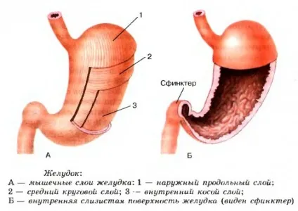 Відділи шлунка людини