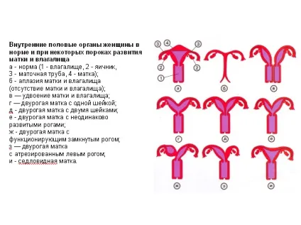 Особливості будови матки жінки в звичайний час і при вагітності (будови) Особливості будови матки жінки в звичайний час і при вагітності