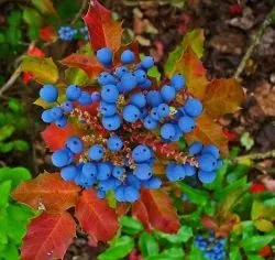 Магонія падуболистная (mahonia aquifolium) опис, посадка, догляд, вирощування, фото чагарнику,
