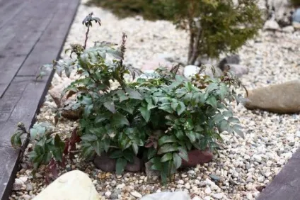 Магонія падуболистная (mahonia aquifolium) опис, посадка, догляд, вирощування, фото чагарнику,