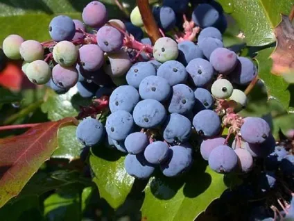Магонія падуболистная (mahonia aquifolium) опис, посадка, догляд, вирощування, фото чагарнику,