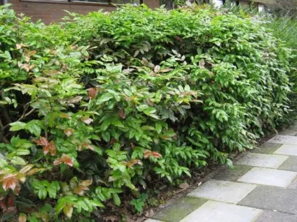 Магонія падуболистная (mahonia aquifolium) опис, посадка, догляд, вирощування, фото чагарнику,