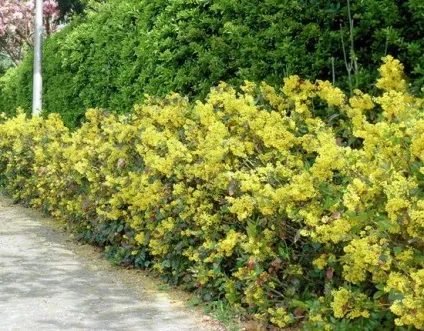 Магонія падуболистная в ландшафтному дизайні, фото, догляд, посадка (догляд) Магонія падуболистная в ландшафтному дизайні, фото, догляд, посадка