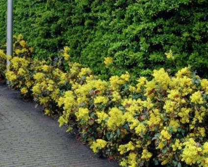 Магонія падуболистная (mahonia aquifolium) опис, посадка, догляд, вирощування, фото чагарнику,