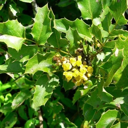 Магонія падуболистная фото рослини, посадка і розмноження живцями, догляд