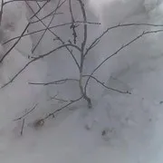 Березневе лікування погризених мишами яблунь (дача дачник соціальна мережа дерева шкідники миші) Березневе лікування погризених мишами яблунь