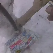 Березневе лікування погризених мишами яблунь (дача дачник соціальна мережа дерева шкідники миші) Березневе лікування погризених мишами яблунь