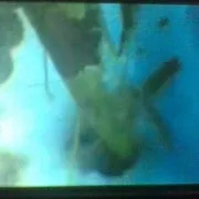 Березневе лікування погризених мишами яблунь (дача дачник соціальна мережа дерева шкідники миші) Березневе лікування погризених мишами яблунь