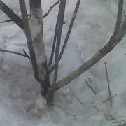 Березневе лікування погризених мишами яблунь (дача дачник соціальна мережа дерева шкідники миші) Березневе лікування погризених мишами яблунь