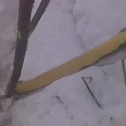 Березневе лікування погризених мишами яблунь (дача дачник соціальна мережа дерева шкідники миші) Березневе лікування погризених мишами яблунь