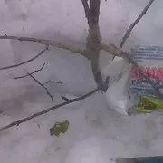 Березневе лікування погризених мишами яблунь (дача дачник соціальна мережа дерева шкідники миші) Березневе лікування погризених мишами яблунь