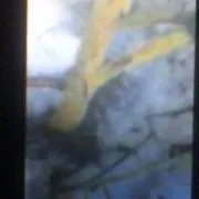 Березневе лікування погризених мишами яблунь (дача дачник соціальна мережа дерева шкідники миші) Березневе лікування погризених мишами яблунь