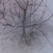 Березневе лікування погризених мишами яблунь (дача дачник соціальна мережа дерева шкідники миші) Березневе лікування погризених мишами яблунь