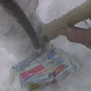 Березневе лікування погризених мишами яблунь (дача дачник соціальна мережа дерева шкідники миші) Березневе лікування погризених мишами яблунь