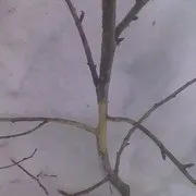 Березневе лікування погризених мишами яблунь (дача дачник соціальна мережа дерева шкідники миші) Березневе лікування погризених мишами яблунь
