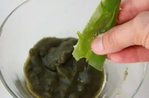 Маска з морської капусти для особи в домашніх умовах (морської капусти особи) Маска з морської капусти для особи в домашніх умовах