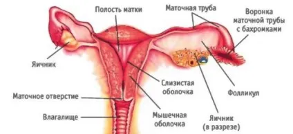 Місячні при прийомі протизаплідних таблеток не закінчуються або почалися раніше (місячні) Місячні при прийомі протизаплідних таблеток не закінчуються або почалися раніше